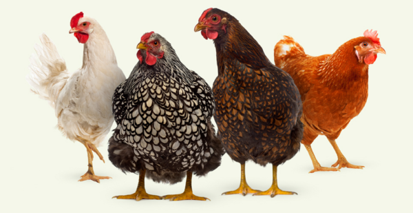 Masové vybíjanie hydiny pre údajné šírenie vtáčej chrípky je ďalším útokom na výrobu potravín