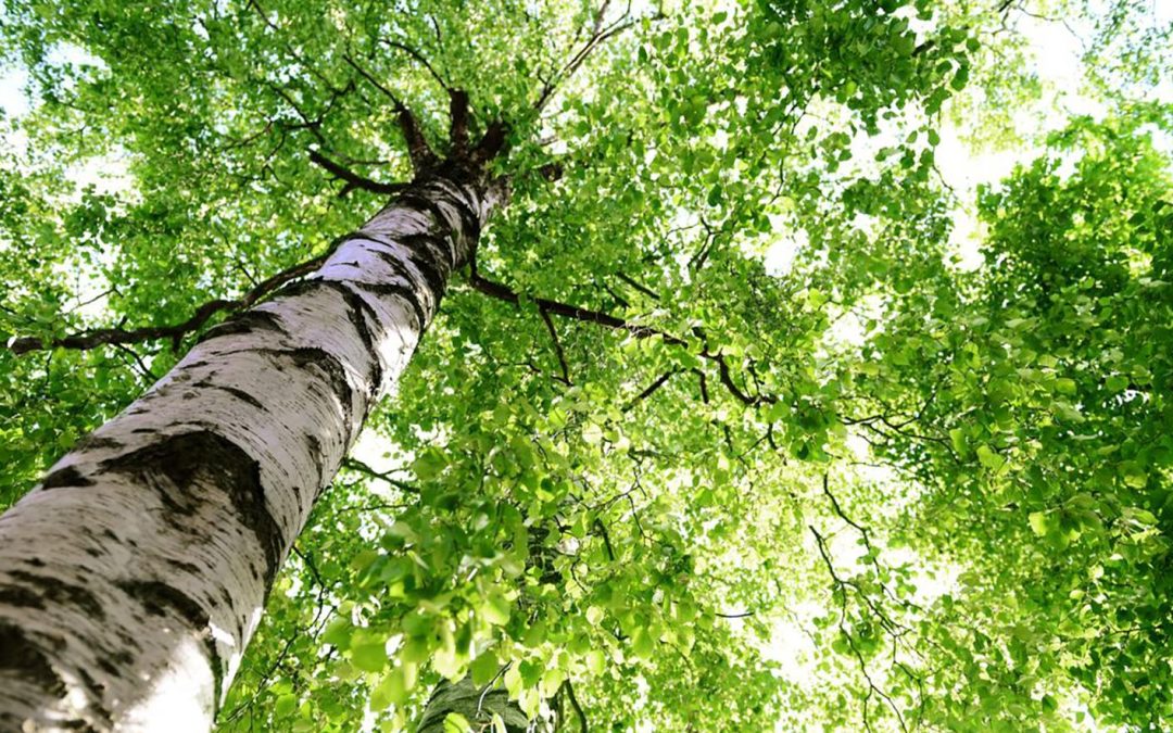 Tolerance a odolnost