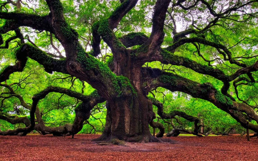 Sú oveľa viac než len stromy